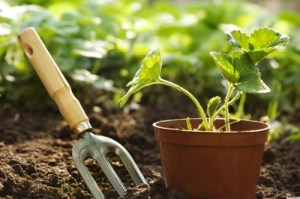 gardening stock photo